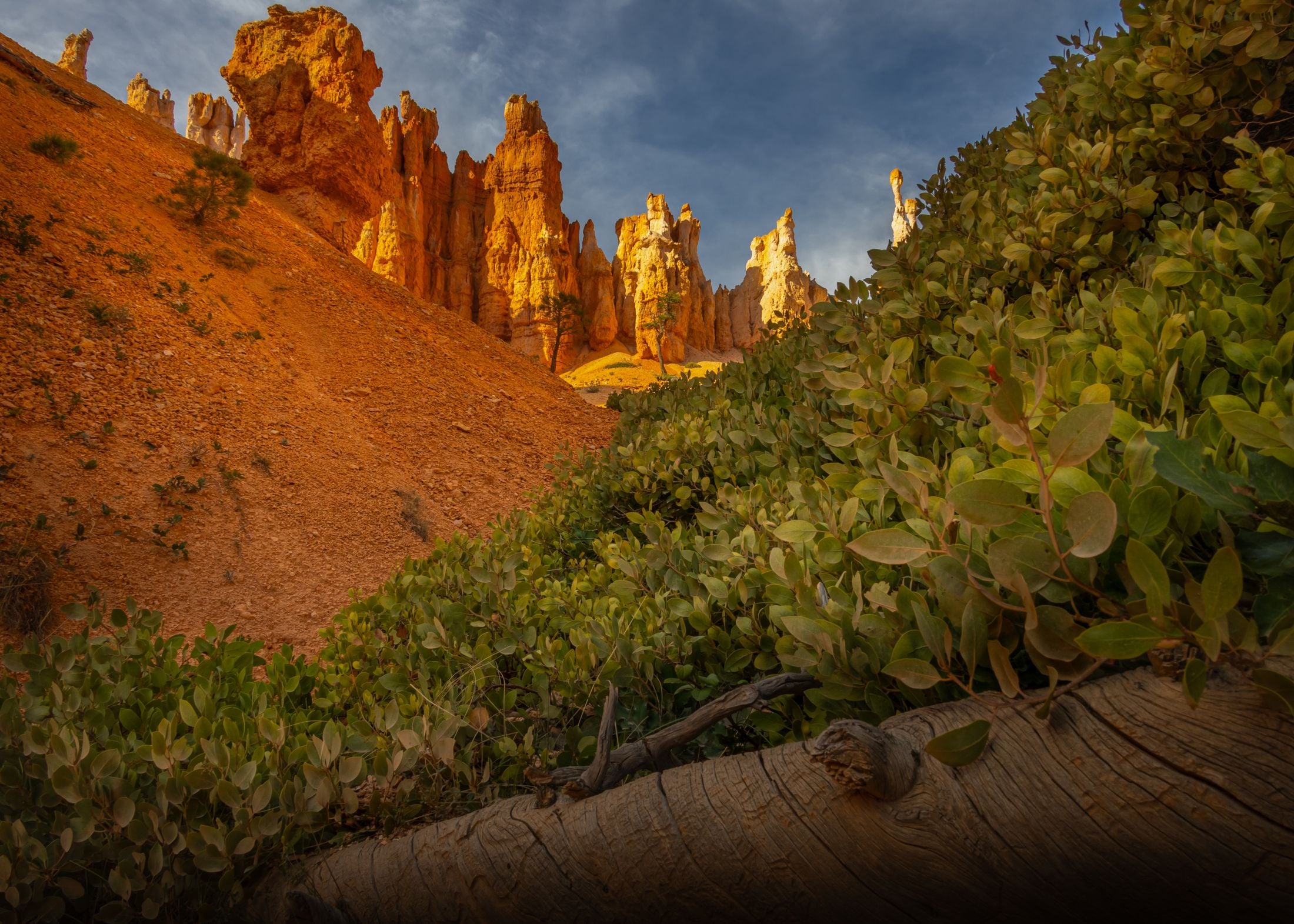 Bryce Canyon hoodoos lit by warm sunrise light