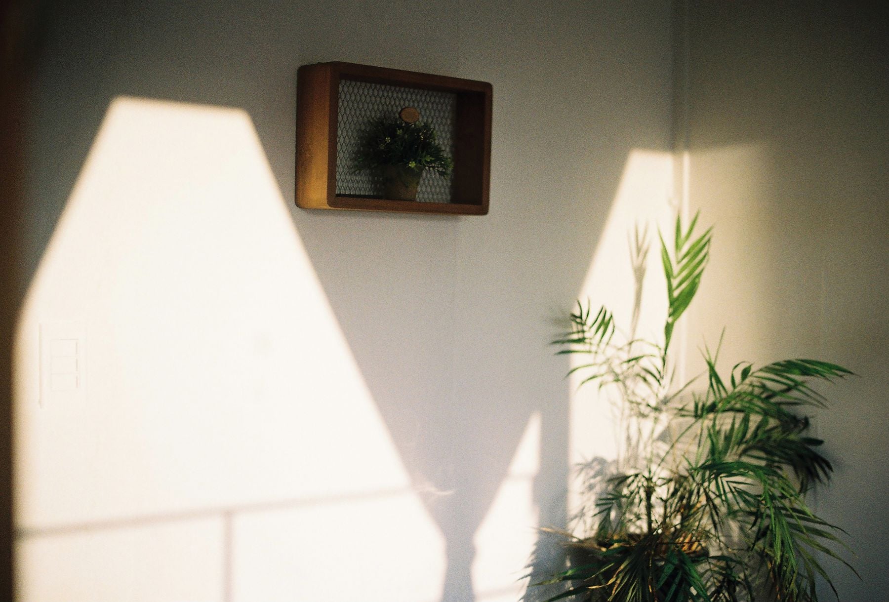 Sunlight and plant shadows across a calm, plainly furnished room